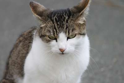 猫 家猫 家畜 绿色的眼睛 动物 猫眼 大花猫 看法 宿醉