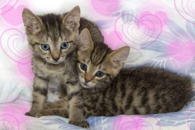 宿醉 小的 鲭鱼 小猫 家猫 家畜 可爱的 猫 猫宝宝 猫脸