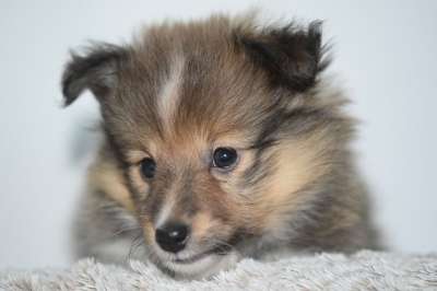 狗 狗的设得兰群岛牧羊犬 纯种狗 女性 婊子内外 犬类 可爱