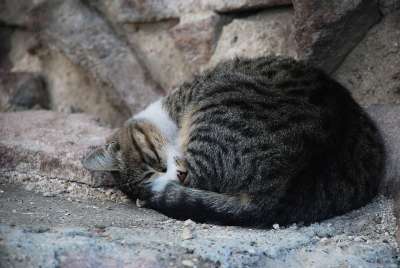 猫 可爱的猫 睡猫 动物 动物的照片 胡同猫 宠物