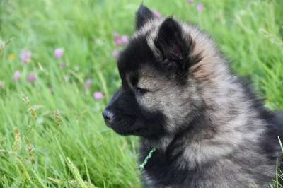 狗 小狗 年轻的狗 狗肖像 狗Eurasier菜 狗Eurasier
