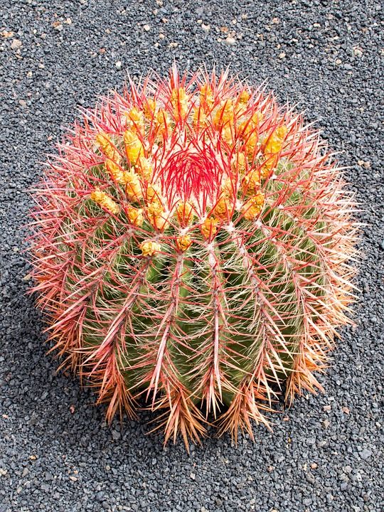 仙人掌花园 仙人掌 兰萨罗特岛 西班牙 非洲的旅游景点 Guatiza