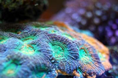 珊瑚 礁 海 水下 海洋 动物 异国情调 水 丰富多彩的 生活