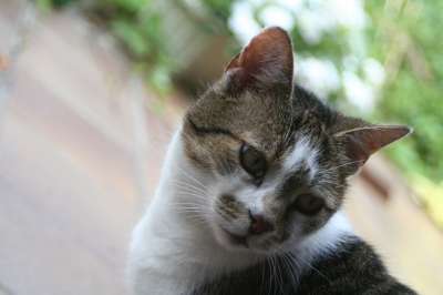 猫 老虎 野生动物 头 猫脸 有条纹的 家猫 好奇的 美丽的