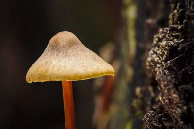 蘑菇 菌 菌类 苔藓 森林 树 秋天