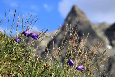 山 高度 夏天 草地 铃声 野花 草 阿尔卑斯山 图 牧歌