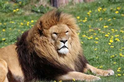 狮子 鬃毛 动物 野生动物 捕食者 非洲人 头 猫 王 狮子座