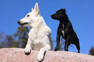 小狗 牧羊犬 宠物 春天 梗犬