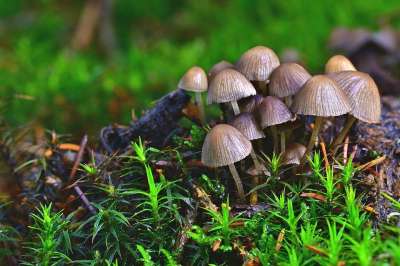 森林 蘑菇 伞蘑菇 小的 关闭 苔藓 冬天