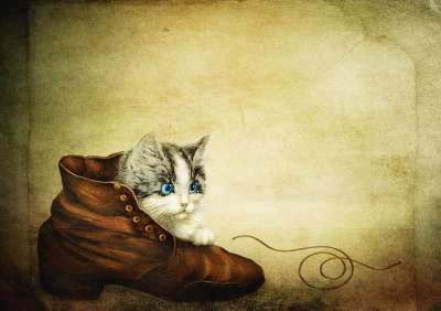 猫 鞋子 小猫 年份 老的 优质的 小家伙 鞋带 可爱的 乐趣