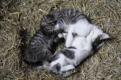 小猫 猫 可爱的 宠物 动物 猫科动物 基蒂 哺乳动物 甜的