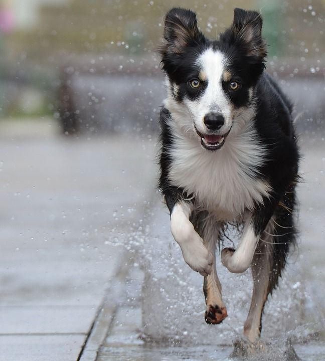 边境牧羊犬 城市喷泉 走狗 历史中心 水 喷泉