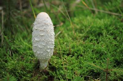 叮叮当当 蘑菇 白色的 自然 森林 落下 苔藓 植被 森林地面