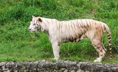 动物 危险 猎人 自然 老虎 野生的 野生动物 动物园