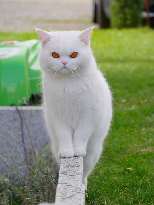 猫 白色猫咪 小猫 宠物 动物 可爱的 基蒂 家 肖像 眼睛