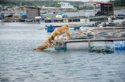 狗 爱 吻 海 年轻 可爱的 宠物 动物 友谊 人们 自然