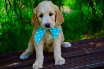 Goldendoodle 小狗 二 月