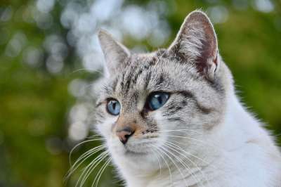 猫 欧洲猫 胡同猫 阴云 女性 小猫 动物 猫科动物 捕食者