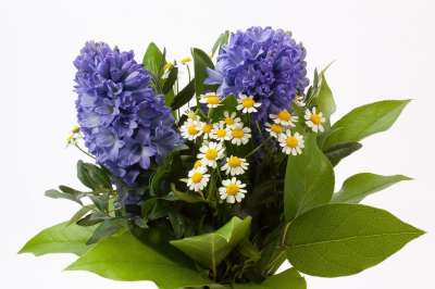一束花朵 风信子 花园风信子 天门冬科 芦笋 花 春天 雏菊