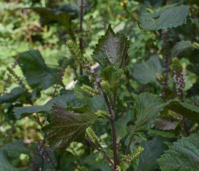 牛排工厂 野生勒 植物 花 开花 盛开 自然 夏末 野花