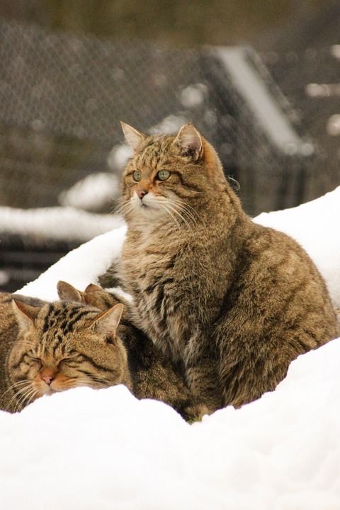 野生猫 雪 冬天 猫 动物 毛皮 褐色雪
