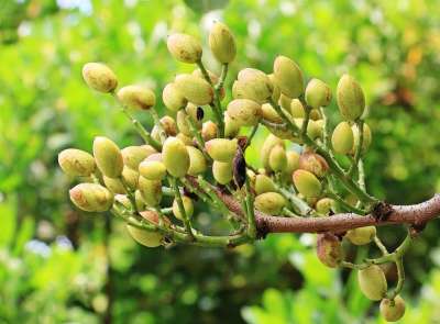 开心果 开心果树 树 自然 科 苏马蜡 核果 水果 坚果