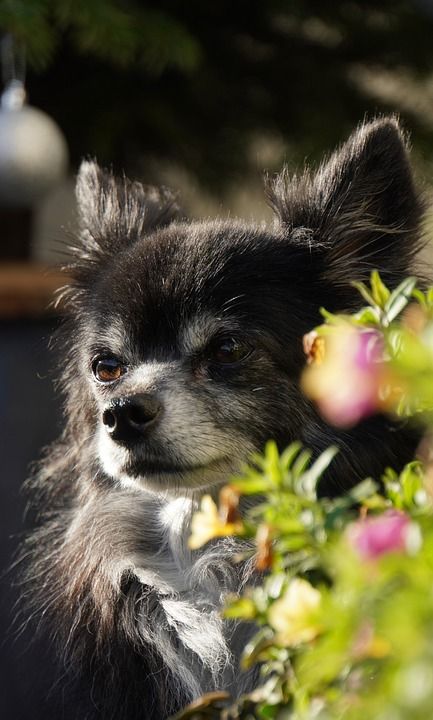 动物 狗 奇瓦瓦州 宠物 犬类 哺乳动物