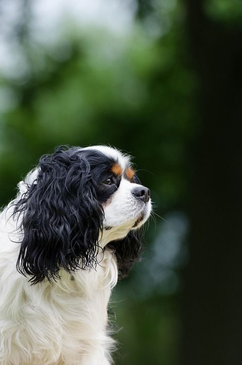 骑士查理王猎犬 小狗 纯种狗 肖像 看法 毛皮 三色