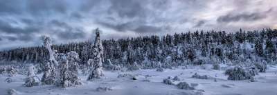 全景 冬天 景观 雪 森林 树木