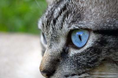 猫 眼睛 动物 家猫 猫眼 家畜 肖像 猫脸 看法 蓝眼睛