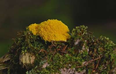 黄色Lohblüte 粘菌 败血症 女巫的奶油 苔藓 树桩 森林