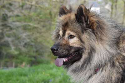 Eurasier 狗 宠物 动物 犬类 哺乳动物 舌头 欧亚雌性