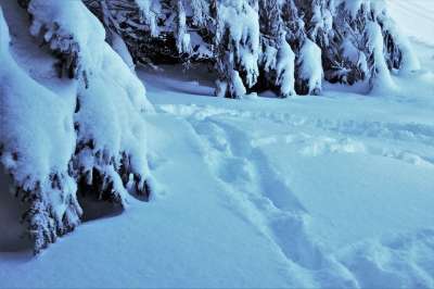 冬季 森林 吃 白色的 似雪 弗罗斯特 在早上 安静 田园 冷