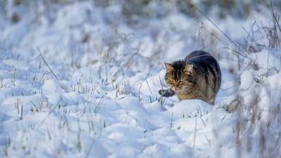 猫 虎斑猫 雪 宠物 动物 国内的猫 猫科动物 哺乳动物 蓬松的