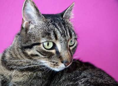 可爱的 动物 猫 哺乳动物 家畜 肖像 自然 毛皮 小猫