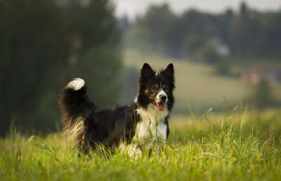 狗 哺乳动物 动物 犬类 边境牧羊犬 牧羊犬