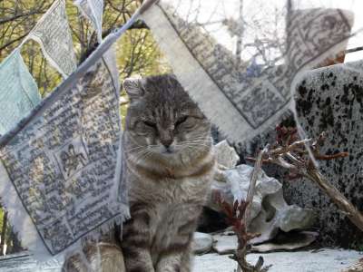 猫 可爱 猫看 动物 家畜 猫科动物 小猫 条纹猫 头发 公猫