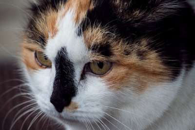 猫 家猫 哺乳动物 动物 野生动物 幸运猫 多彩色 肖像