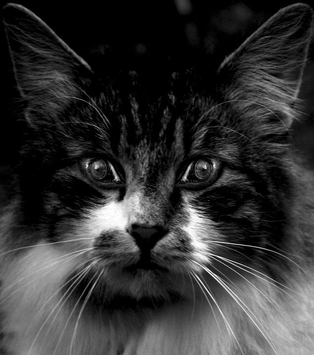 猫 眼睛 坐 坐着 脸 灰猫