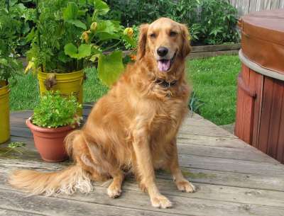 金毛猎犬 狗 宠物 伴侣 友好的