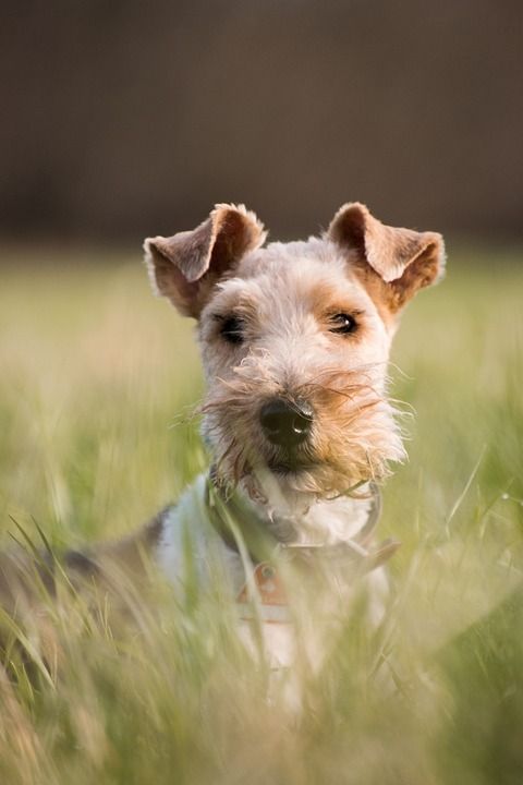狗 动物 可爱的 草 梗犬 太阳