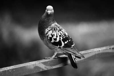 鸽子 岩鸽 鸟 动物 羽毛 Columbidae 野生动物 城市的