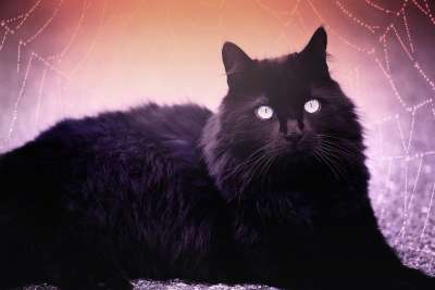 猫 黑色的 黑猫 蓝眼睛 蜘蛛网 说谎 猫眼 细心