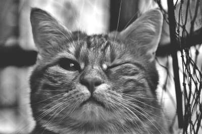 猫 眨眼 乐趣 毛皮 动物 红色的 可爱的 家畜