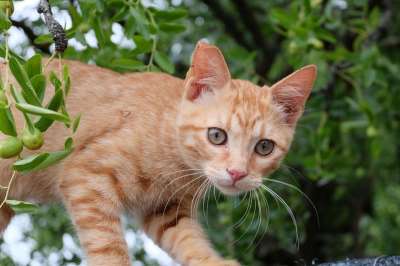 美丽的 猫 红色的 动物 毛皮 爬 树