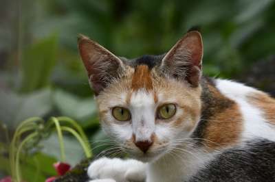猫 宠物 猫科动物 动物 毛皮 基蒂 国内的 国内的猫 猫肖像