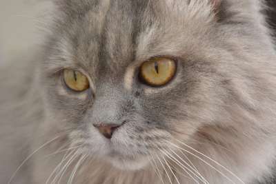 猫 灰色的 猫眼 毛皮 可爱的 好奇的 眼睛 家猫