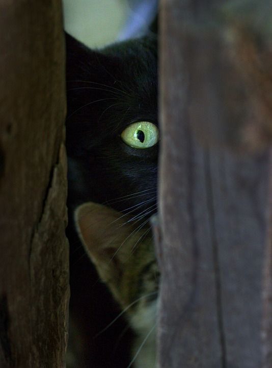 那只猫 黑色的 隐 眼睛 好奇 俏皮 可爱的 被驯服的 猫似的