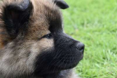 狗 小狗 年轻的狗 肖像狗Eurasier 婊子Rivageblue