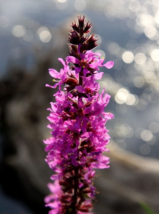 工厂 水 盛开 花 菲 紫色的 兰花